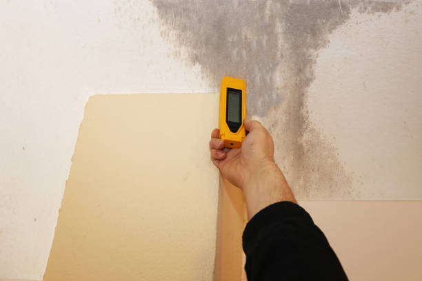 Reliable Diamond Ridge, AK Mold Removal Solutions
