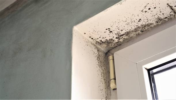 Best Basement Mold Removal  in Diamond Ridge, AK