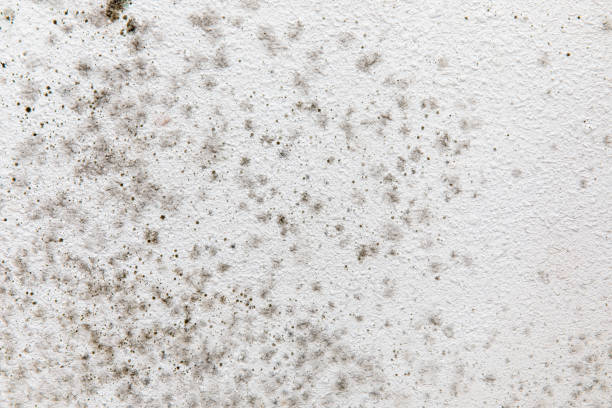 Best Mold Damage Restoration  in Diamond Ridge, AK