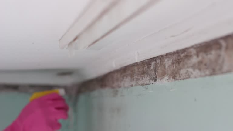 Best Airborne Mold Testing  in Diamond Ridge, AK